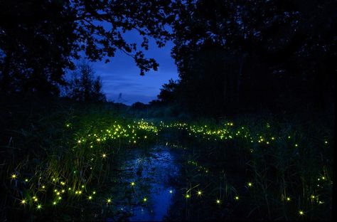 500 LEDs Resemble Glowing Fireflies at Night - My Modern Metropolis Firefly Photography, Firefly Lights, Modern Metropolis, Night Art, Small Island, Light Installation, Night Aesthetic, Nature Aesthetic, Art Festival