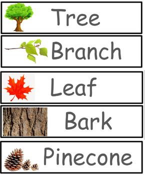 This package contains 20 words introduced in the Tree unit along with an image to represent each word. Tree Vocabulary Words, Tree Unit Study Free Printable, Tree Study Ideas For Preschool, Dramatic Play Tree Study, Tree Activities For Preschoolers, Tree Curriculum Preschool, Trees Creative Curriculum Ideas, Creative Curriculum Trees Study, Tree Lesson Plans Preschool