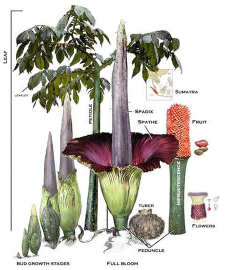 corpse flower, great krubi. EPIC Creature of the Month!: Amorphophallus Titanum Amorphophallus Titanum, Titan Arum, Corpse Flower, Leaf Structure, Flower Food, Carnivorous Plants, Rare Flowers, Propagating Plants, Plant Growth