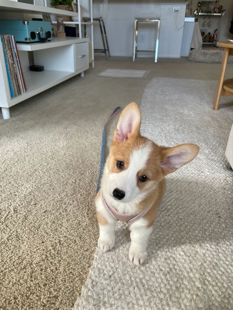 Mini Corgi Full Grown, Corgi Puppy Aesthetic, Mini Corgi, Cute Corgi Puppy, Corgi Art, Cute Dogs Images, Really Cute Puppies, Puppies And Kitties, Corgi Puppy