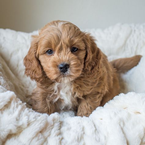 Available Puppies — Bluebell Pup | Cavapoochon Puppies for Sale Cute Puppy Photos, Cockapoo Puppies For Sale, Cavapoo Puppies For Sale, Cute Fluffy Dogs, Cute Teacup Puppies, Cute Dog Wallpaper, Very Cute Puppies, Cockapoo Puppies