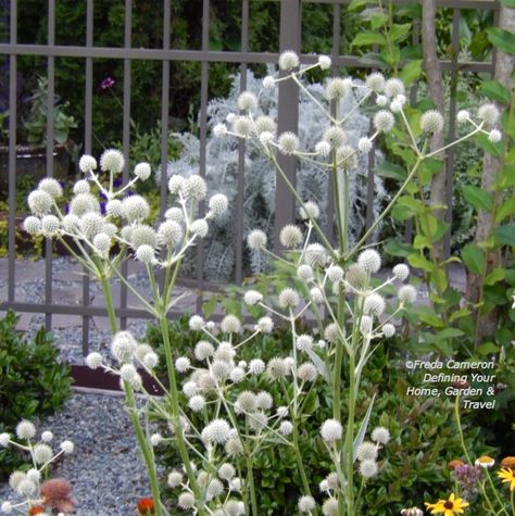 Rattlesnake Master (eryngium yuccifolium) - a native wildflower of Iowa Eryngium Yuccifolium, Rattlesnake Master, Flower Murals, Spooky Garden, Deer Resistant Garden, Naturalistic Garden, Garden Landscape Ideas, Garden 2023, Flower Mural