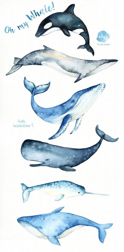 Marine Watercolor, Blue Whale Illustration, Whales Illustration, Whale Clipart, Mammals Animals, Whale Watercolor, Whale Drawing, Whale Illustration, Whale Painting