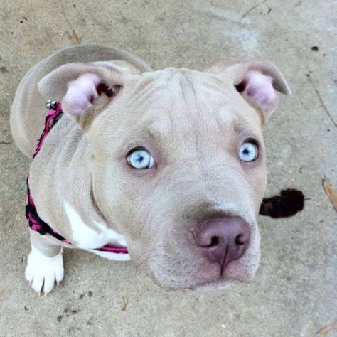 Pitbull with light blue eyes. Love it! Blue Eyed, Pitbull Dog, Pitbull, Blue Eyes, A Dog, Close Up, Blue