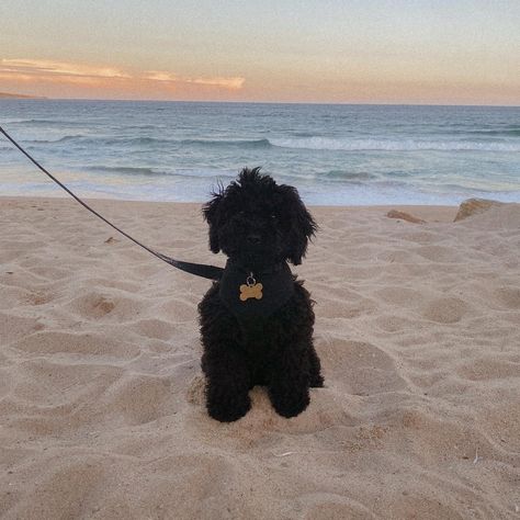 Black Cavapoo Puppies, Black Cockapoo Puppies, Black Puppy Aesthetic, Black Cavapoo, Poodle Puppy Black, Black Cockapoo, Cavapoo Dogs, Puppy Mom, Black Puppy