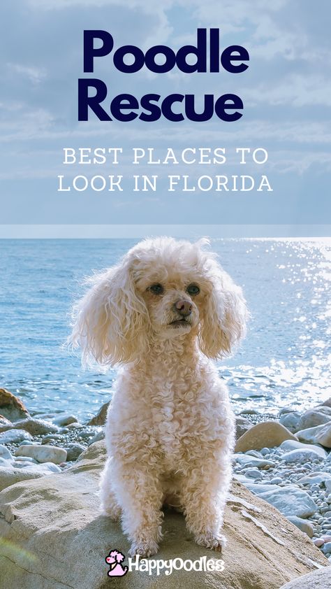 Where to find a poodle to adopt in Florida. Looking for a rescue poodle in Florida? Poodles are in high demand so finding a rescue poodle may be difficult. But we have found 4 poodle specific rescues in Florida plus a few rescues that deal with poodles along with other breeds to help you with your search. We also provide you with our best tips on how to be selected by the rescue based on our own rescue dog search. (#poodlerescue, #poodletoadopt, #wheretofindapoodlerescue) Poodle Rescue, Pensacola Florida, Dog Search, Rescue Dog, Toy Poodle, Dog Care, To Look, Adoption, Florida