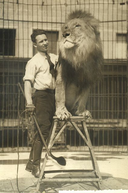 Circus lion trainer Circus Lion Tamer, Vintage Circus Photos, Circus Pictures, Circus Lion, Old Circus, Lion Tamer, Circus Sideshow, Circus Acts, Circus Show