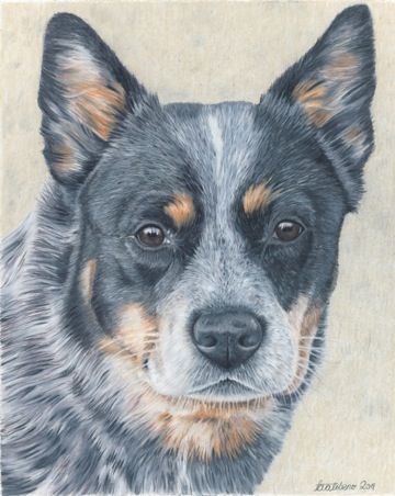 Wow! beautiful Blue Heeler by Tara Tiberio #cattledog #blue heeler Blue Heeler Painting, Blue Heeler Drawing, Gaia Painting, Fine Art Sketchbook, Blue Healer, Aussie Cattle Dog, Austrailian Cattle Dog, Red Heelers, Cattle Dogs Rule