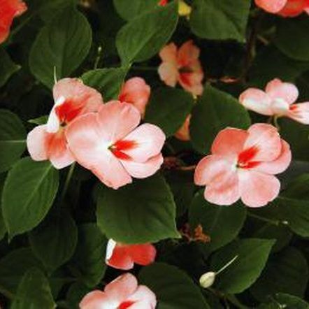 Medioimages/Photodisc/Photodisc/Getty Images Impatiens Flowers, Lobelia Cardinalis, Shade Loving Flowers, East Facing Garden, Impatiens Plant, Plants Hanging, Hanging Plants Indoor, Shade Flowers, Fall Plants