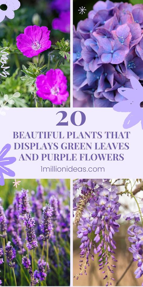 If you want to bring your garden an attractive look and grace, you are reading the right post. We are so glad to share 20 Beautiful Plants That Displays Green Leaves And Purple Flowers that you will fall in love with their natural beauty. When growing them in your garden, you can mix these shades of purple flowers with pink, blue, and even white-colored plants to give your home a more classic and befitting appearance. Plants With Purple Flowers, Purple Flowering Plants, Beautiful Plants, Purple Flower, Shades Of Purple, Purple Flowers, Green Leaves, Garden Ideas, Fall In Love