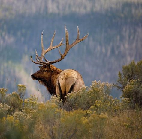 Bull Elk RMNP Yellowstone National Park Photography, Cute Animals Videos, Elk Photography, Winter Park Colorado, Bull Elk, Mountain Adventure, Savannah Cat, Retriever Puppies, Newfoundland Dog