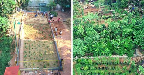 Micro Forests: Macro Changes Toward Reducing Climate Change — Boyer Sudduth Guerrilla Gardening, Urban Heat Island, Carbon Sequestration, Conservation Of Natural Resources, Dense Forest, Forest Plants, Natural Ecosystem, Outdoor Classroom, Urban Environment