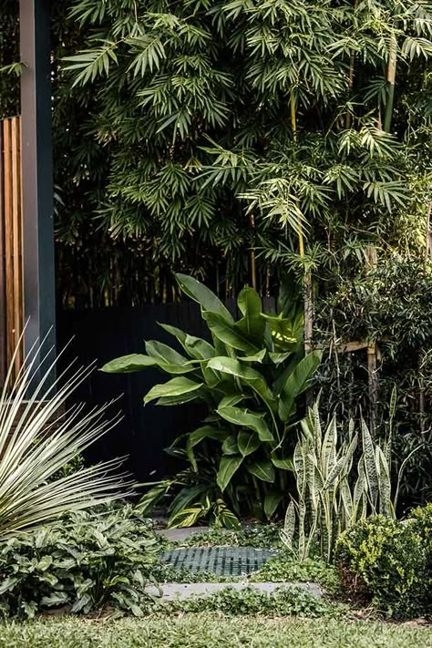 Landscapers, Landscape Design Company | Harrison's Landscaping, Sydney NSW | Freshwater Renovation Mood Board, Tropical Backyard Landscaping, Tropical Landscape Design, Planting Schemes, Planting Combinations, Jungle Gardens, Tropical Garden Design, Tropical Backyard, Tropical Landscape