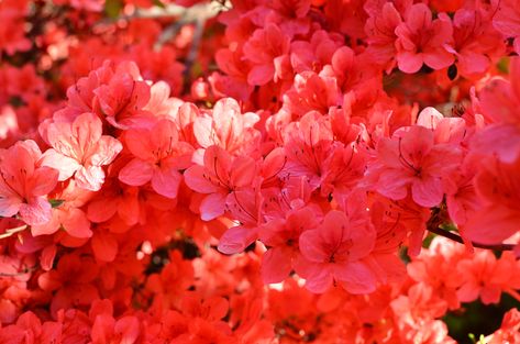 The Ultimate Guide to Growing and Caring for Stewartstonian Azalea Outdoor Shrubs, Azalea Shrub, Azalea Bush, Broadleaf Evergreen, Attracting Bees, Evergreen Plants, Wildlife Habitat, Backyard Deck, How To Attract Hummingbirds