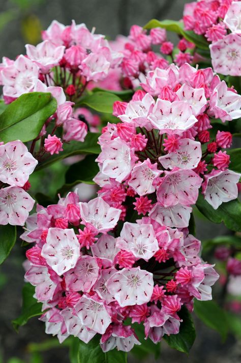 Kalmia Latifolia, Mountain Laurel, Aesthetic Flower, Flowers Aesthetic, Design Flower, In The Garden, The Garden, To Grow, Flowers