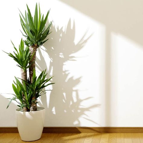 Help purify your rooms and make them come alive. Use my affiliate link and get it now Yucca Plant, Indoor Trees, Floor Plants, Bright Rooms, Patio Plants, Air Purifying Plants, Low Maintenance Plants, Decorative Pots, Indoor Plant Pots