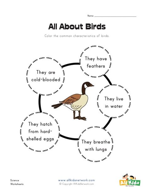 All About Birds Worksheet | All Kids Network Animal Classification Activity, Water Cycle Model, Facts About Birds, Food Chain Worksheet, Bird Watching Journal, Bird Activities, Dolphin Facts, Birds For Kids, Bird Facts