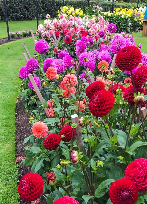 Irish Cottage Garden, Irish Garden Ideas, Dahlia Gardens, Tall Perennials, Irish Garden, Dahlias Garden, Flower Garden Design, Fall Flower, Cut Flower Garden