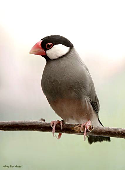 The Java Sparrow - Padda oryzivora Java Sparrows are large, full-bodied finches. Measuring over 5-1/2" long. They have impressive beaks that look like they could do some serious damage, however, they are harmless. Males and females are nearly identical in appearance. There are a number of ways to distinguish between the sexes. Like most members of the Lonchura family, the males sing and perform a little dance. Java Rice, Java Sparrow, Finch Bird, Subject Object, Puffins Bird, Finches Bird, House Sparrow, Common Birds, Sparrow Bird