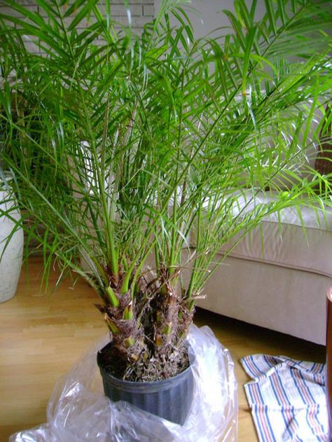 Tips on how to grow the pygmy date palm indoors, including advice on how to deal with yellowing fronds. Pygmy Date Palm Potted, Pygmy Date Palm, Indoor Plants Bedroom, Date Palms, Palm House Plants, Date Plant, Outdoor Gardens Landscaping, Date Palm, Outdoor Pools