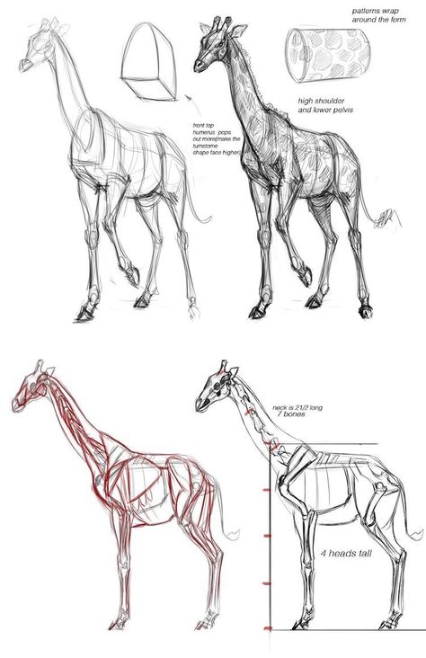 40 Free & Easy Animal Sketch Drawing Ideas & Inspiration – Brighter Craft Burung Kakatua, Giraffe Drawing, Animal Drawings Sketches, Easy Animals, Drawing Lesson, Animal Anatomy, Animal Study, Artist Sketches, Anatomy For Artists