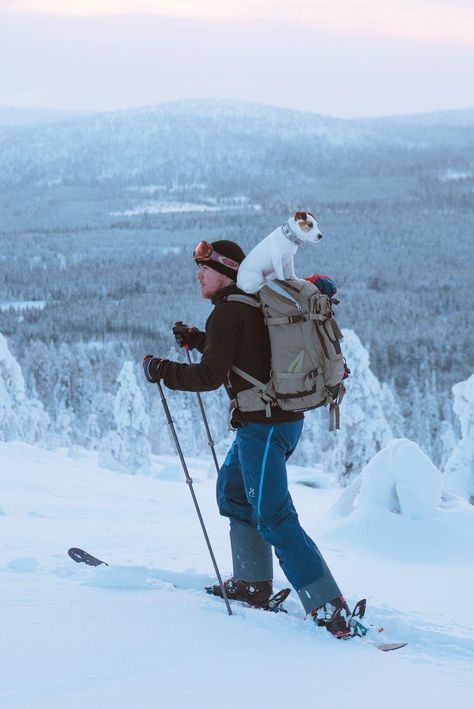 Dog In Backpack, Chien Jack Russel, Adventure Dog, Wallpaper Aesthetics, Jack Russell Dogs, Backpack Hiking, Jack Russells, Fox Terriers, Jack Russel