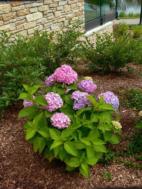 When to prune hydrangeas for best bloom | UMN Extension When To Prune Hydrangeas, Pruning Hydrangeas, Big Leaf Hydrangea, Hydrangea Shrub, Smooth Hydrangea, Endless Summer Hydrangea, Shade Shrubs, Hydrangea Bloom, Climbing Hydrangea