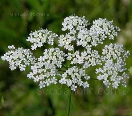 Anise is a dainty, plant with tiny white flowers that are produced in dense umbels. Anise Plant, Anise Flower, Low Growing Shrubs, Anise Seed, Tiny White Flowers, Patio Plants, Moon Garden, Food Forest, Queen Annes Lace