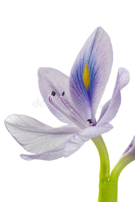 Water Hyacinth. Isolated on white , #AD, #Hyacinth, #Water, #white, #Isolated #ad Water Hyacinth Flower, Fungi Reference, Dog Line Drawing, Hyacinth Flowers, Rose Crafts, Soap Ideas, Background Simple, Background Green, About Water