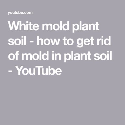 White mold plant soil - how to get rid of mold in plant soil - YouTube Mold Removal, Garden Hacks, White Powder, Mold Remover, Potting Soil, Gardening Tips, Indoor Plants, House Plants, Soil