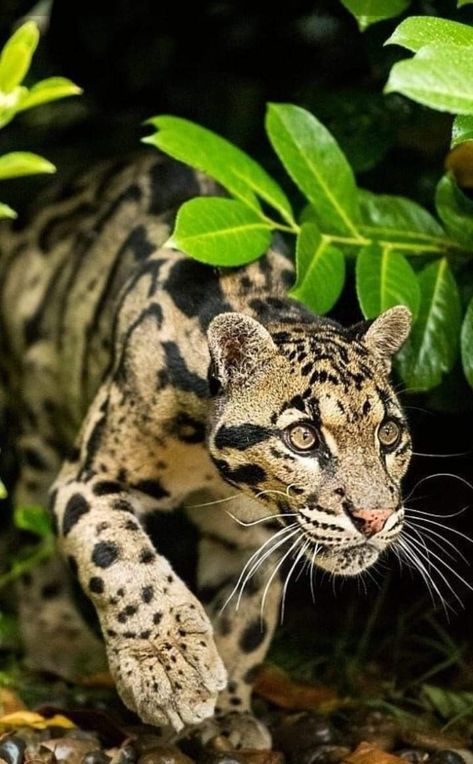 Leopard Photography, Elephant Shrew, Big Cats Photography, Clouded Leopard, Leopard Cat, Cats Photography, Tasmanian Devil, Cat Photography, Tropical Rainforest