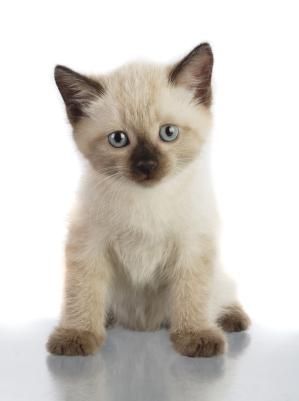 Small Kitten, Söt Katt, Siamese Kittens, Image Chat, Kitten Love, Kitten Pictures, Kittens And Puppies, Cute Cats And Kittens, Kitten Adoption