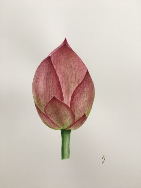 #lotus #bud #drawing #watercolor #botanical Lotus Bud Drawing, Flower Bud Drawing, Bud Drawing, Lotus Bud, Lotus Painting, Fabric Painting Techniques, Drawing Now, Pencil Shading, Drawing Watercolor