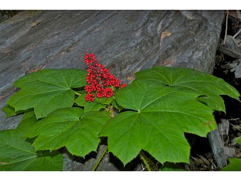 Oplopanax horridus (Devil's club) | NPIN Devils Club Plant, Devils Club, Lady Bird Johnson Wildflower Center, Seed Collection, University Of Texas At Austin, Lady Bird Johnson, Seed Bank, Plant Images, Invasive Species