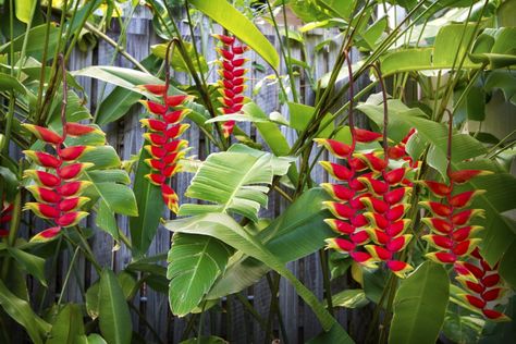 A linda helicônia também é conhecida como bananeira ornamental. É nativa da Amazônia, tipicamente tropical, de belo efeito ornamental. Saiba como cultivá-la. Nome botanico:  Heliconia rostrata R. & P. Sin.: Heliconia poeppigiana E.   #+Plantas #bananeiraornamental #heliconia #heliconiarostrata #herbacias #Jardim #paisagismo Heliconia Plant, Nail Designs Flower, Covered Backyard, Tropical Wedding Decor, Tropical Garden Design, Nails Flower, Flower Nail Designs, Wallpaper Flower, Flower Nail