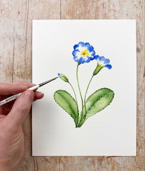 Watercolor Primrose, Primrose Watercolor, Primrose Painting, Primrose Illustration, Primrose Flower Drawing, Watercolor Botanical Art, Watercolor Techniques Tutorial, Watercolor Beginner, Learn Watercolor