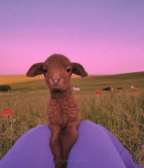 ً on Twitter: "just smile 😊… " Sheep, Purple, Animals, Blue