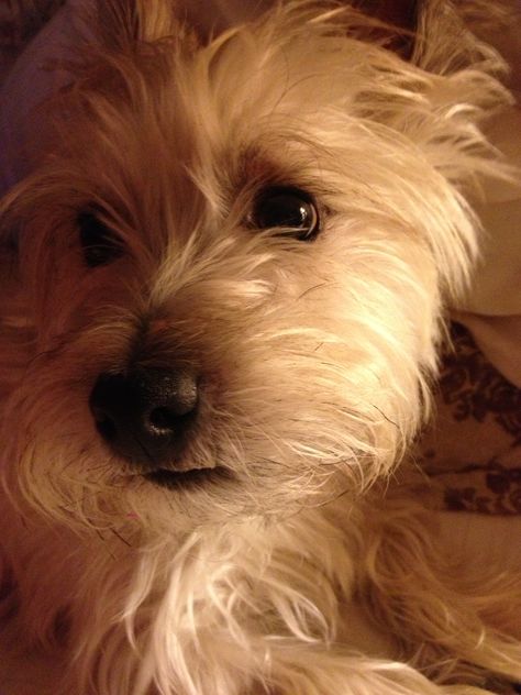 Carin Terriers, Carin Terrier, Norfolk Terrier, Cairn Terriers, Norwich Terrier, Terrier Mix Dogs, Terrier Puppies, Cairn Terrier, White Terrier