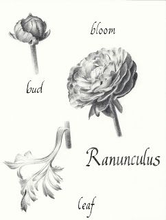 Allison K. Walker - Art & Illustration: Ranunculus. Black and white sketch for tattoo? Dahlia Tattoo, Peony Tattoo, White Ranunculus, Ranunculus Flowers, Theme Harry Potter, Walker Art, Peonies Tattoo, Black And White Sketches, Everyday Art