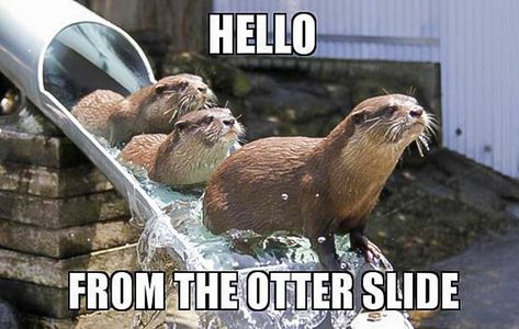 Otter Meme, Otter Puns, Funny Otter, Fresh Memes, Interesting Information, Like Animals, Star Wars Memes, Funny Animal Memes, Animal Memes