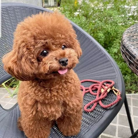 Toy Poodle Haircut Teddy Bears, Micro Poodle, Toy Poodle Haircut, Mini Poodle Puppy, Cute Fluffy Puppies, Poodle Haircut, Smartest Dog Breeds, Mini Poodle, Poodle Puppies For Sale