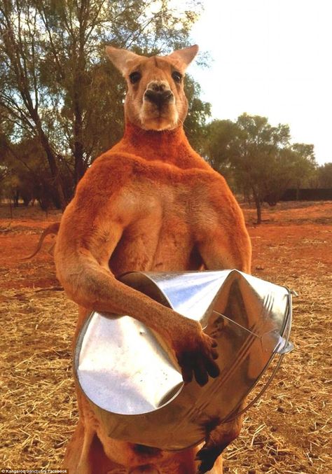 Roger lives in The Kangaroo Sanctuary Alice Springs in the Northern Territory and is seen ... Male Kangaroo, Black Jaguar White Tiger, Red Kangaroo, Northern Territory, Dundee, Animal Tattoos, 귀여운 동물, Bodybuilder, Animal Memes