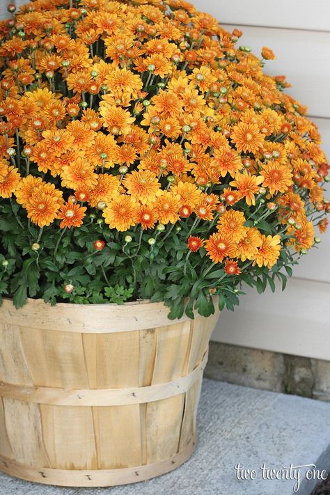 Fall Yard Displays, Fall Potted Plants, Shade Plants Container, Fall Container Plants, Fall Coffee Table Decor, Fall Pots, Potted Mums, Fall Yard Decor, Outside Fall Decor