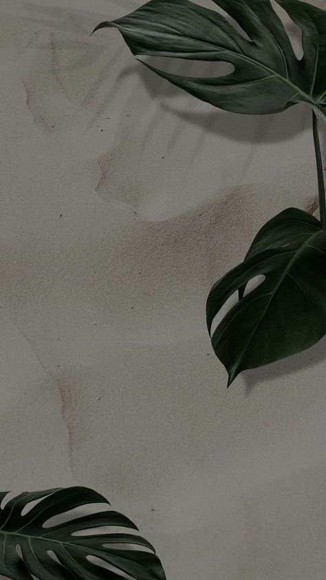 Minimalist Plant Wallpaper, Iphone Wallpaper Plants, Plant Background, Dark Green Aesthetic, Flower Iphone Wallpaper, Whatsapp Wallpaper, Plant Wallpaper, Iphone Wallpaper Photos, Plant Aesthetic