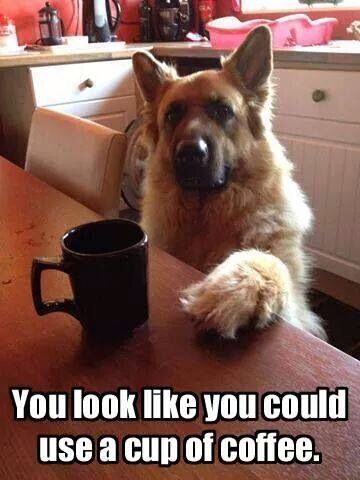 You look like you could use a cup of coffee...GSD Gsd Funny, Daisy Doodle, Life Collage, German Shepherd Training, Funny German Shepherd, German Shepards, Coffee Pictures, Belgian Malinois, German Shepherd Puppies