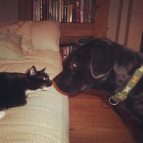 Cute couple dog and cat Black Cat And Dog, Couple With Cat, Couple House, Couple Dog, Cat And Dog, Dog Houses, Dog And Cat, Happy Family, Family House