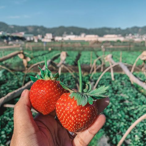 Strawberry Farm Baguio, Prenuptial Photoshoot, Simple Arabic Mehndi, The Hating Game, Komatsu Nana, Simple Arabic Mehndi Designs, Strawberry Farm, Baguio City, Baguio