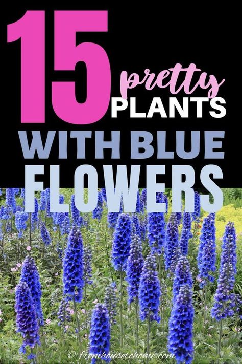 Blue Flowering Plants, Easy To Grow Plants, Blue Flowers Garden, Beautiful Blue Flowers, Flowering Perennials, Virginia Bluebells, Indoor Flowering Plants, House To Home, Full Sun Perennials