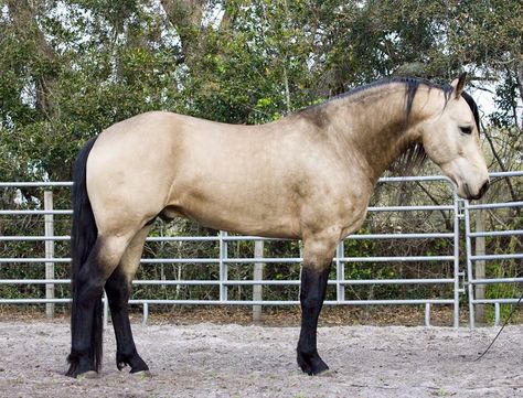 Buckskin Friesian Mix! Perfect combo Appaloosa Sport Horse, Horse Poses, Buckskin Horse, Dream Horse, Horse Boarding, Friesian Horse, Beautiful Horse, Brown Horse, All The Pretty Horses