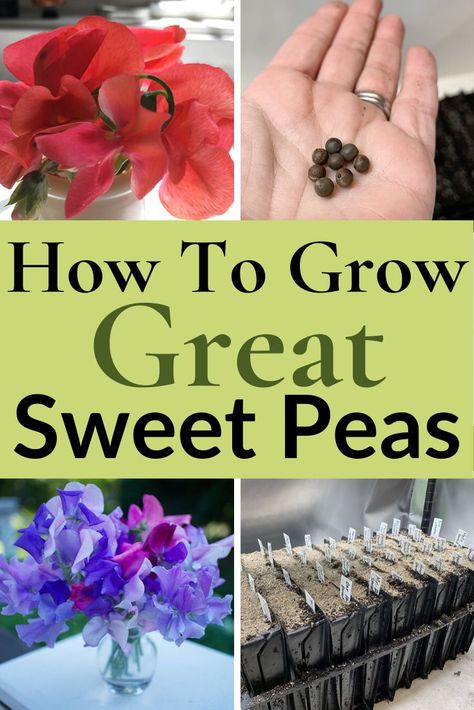 Sweetpea Growing Ideas, Sweet Pea Planting Ideas, Planting Sweet Peas, Sweat Peas Flowers, Sweet Pea Trellis, Sweet Peas Growing, Sweetpeas Flowers, Sweet Peas Flowers, Sweet Pea Bouquet